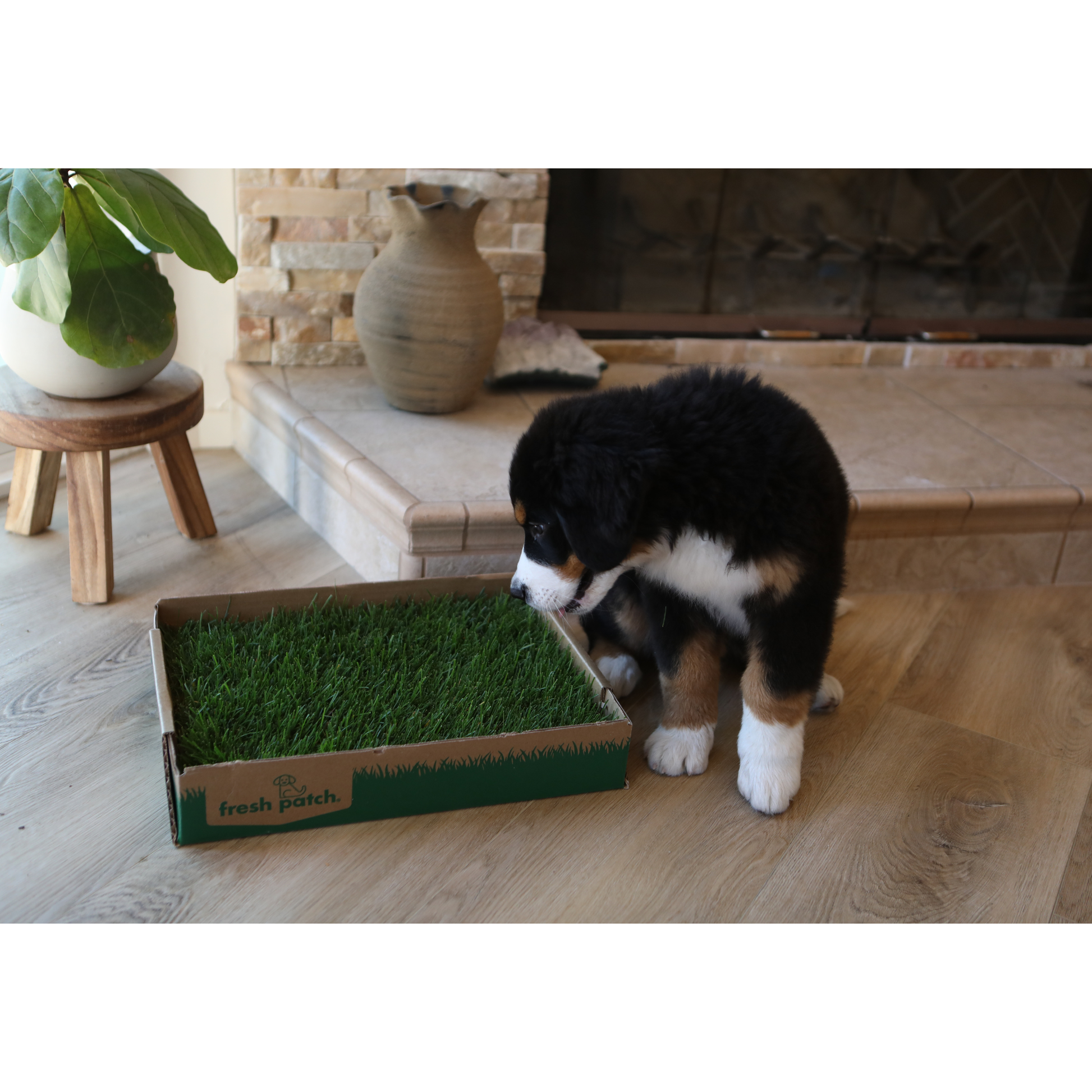 Puppy standing next to a box of real grass on a wooden floor.