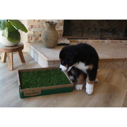 Puppy standing next to a box of real grass on a wooden floor.