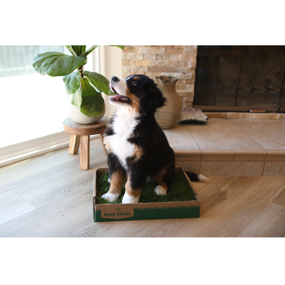 Puppy sitting on a real grass mat indoors with a plant and fireplace in the background