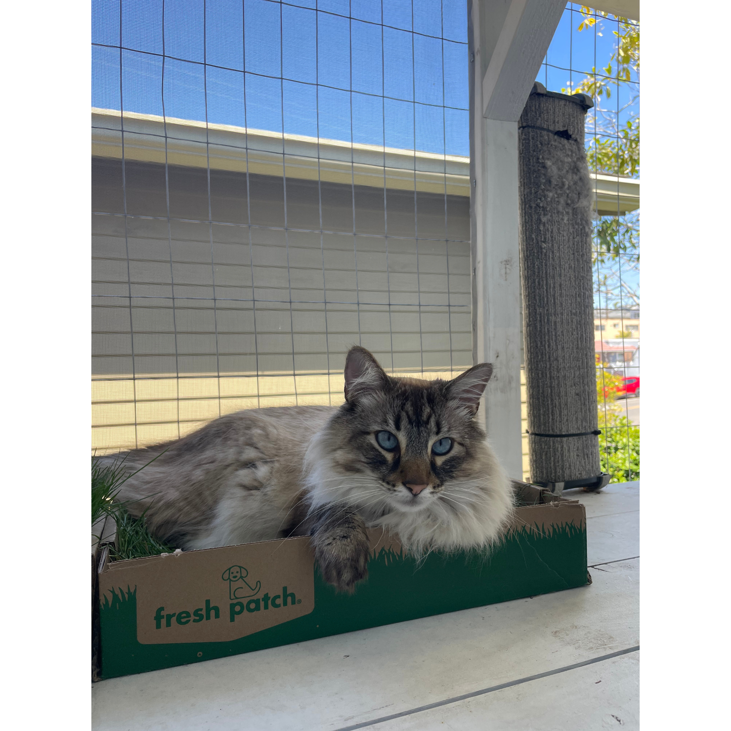 Cat lying in a cardboard box with 'fresh patch' branding outdoors.
