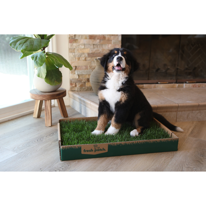 Dog sitting on a real grass mat indoors with a fireplace and plant in the background