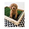 Golden Doodle Puppy on a Grass Patch with a Light Wood Sleeve