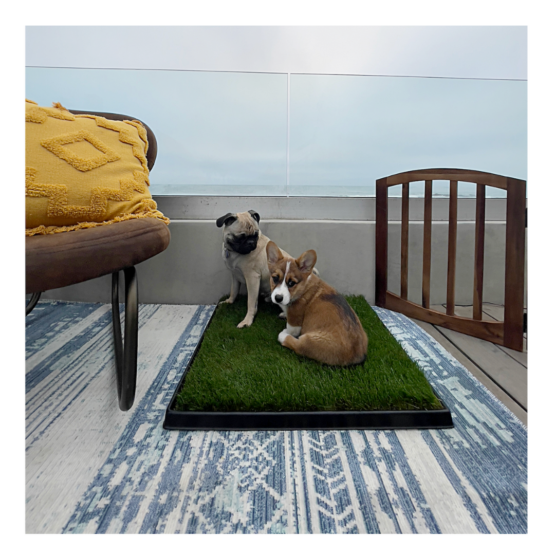 Large dog online grass pad