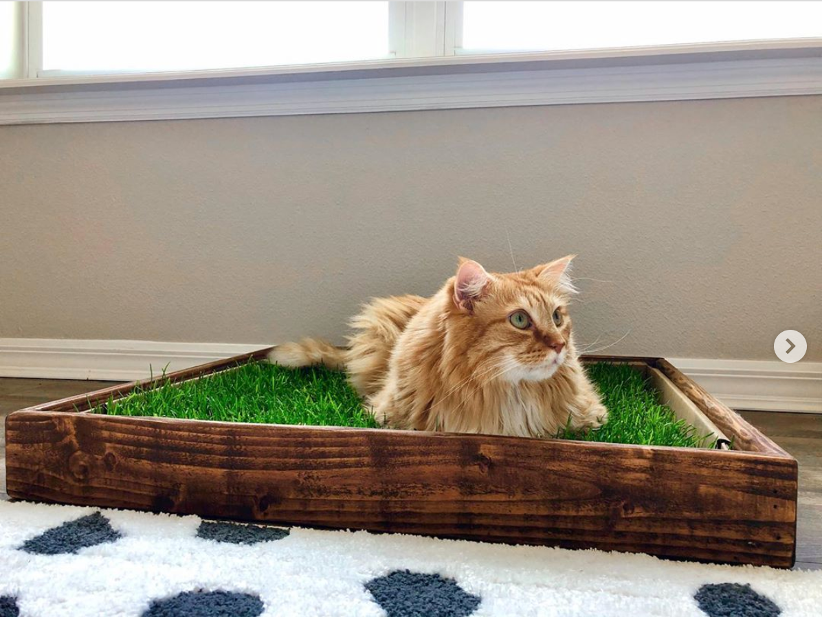Kitty Pack Fresh Patch Pet Grass Pad