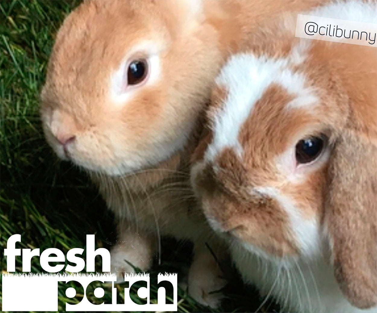 The Fresh Patch Rabbit Patch - Farm Fresh Grass Pad (Standard)