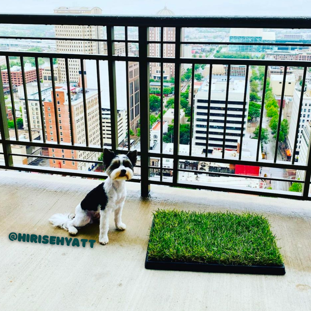 Patch of grass for balcony deals