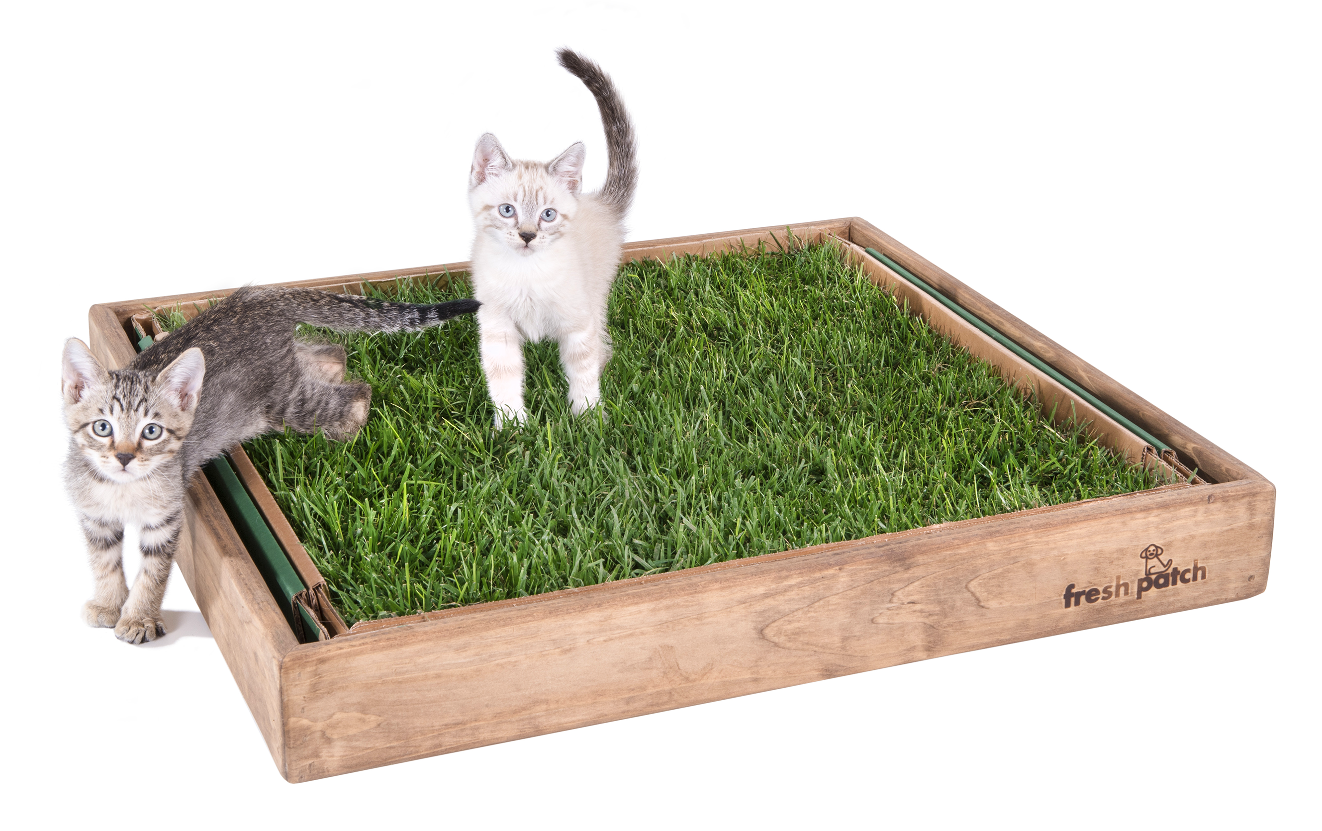 Cat grass litter box hot sale